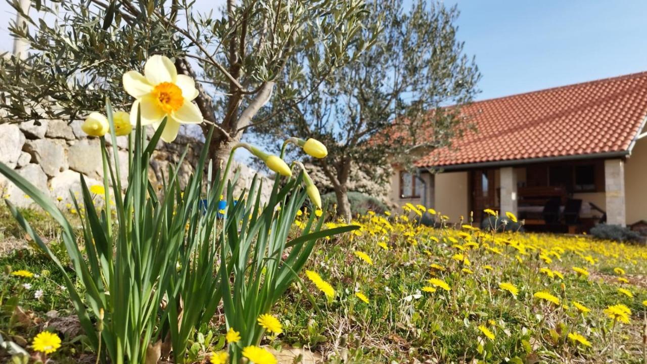 Holiday House Green Dream Obrovac Dış mekan fotoğraf